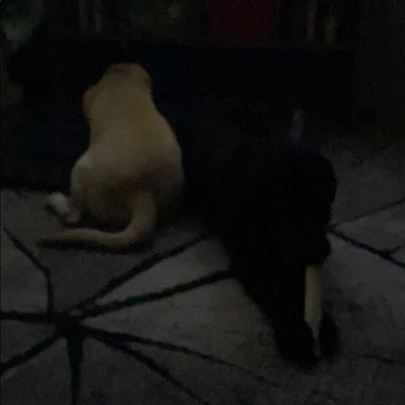 Meet your Posher, Kevin - Picture 1 of 1